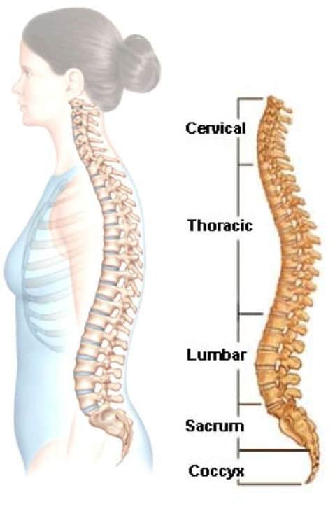Understanding Spine Anatomy - Rojeh Melikian, M.D.
